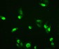 Anti-HMG4 Antibody Picoband™ (monoclonal, 7G13)
